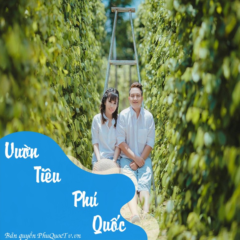 vuon-tieu-phu-quoc-4