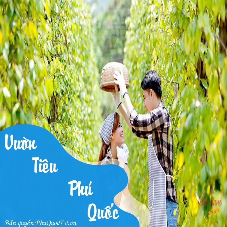 vuon-tieu-phu-quoc-3