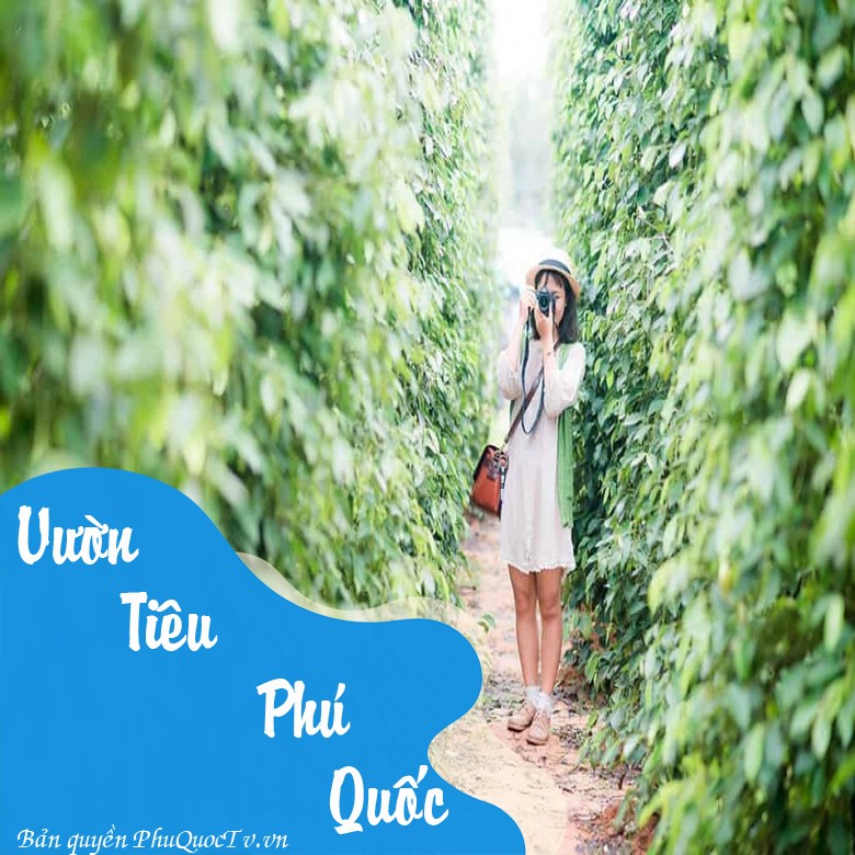 vuon-tieu-phu-quoc-1