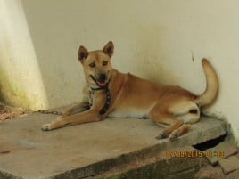 Hướng dẫn đi từ resort Mango Phú Quốc tới Trung tâm bảo tồn chó xoáy Phú Quốc