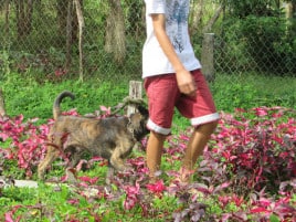 Đi thăm Trường đua chó xoáy Phú Quốc từ resort Paris Beach Phú Quốc