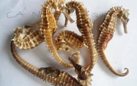 Bạn biết gì về chợ cá ngựa ở Phú Quốc?